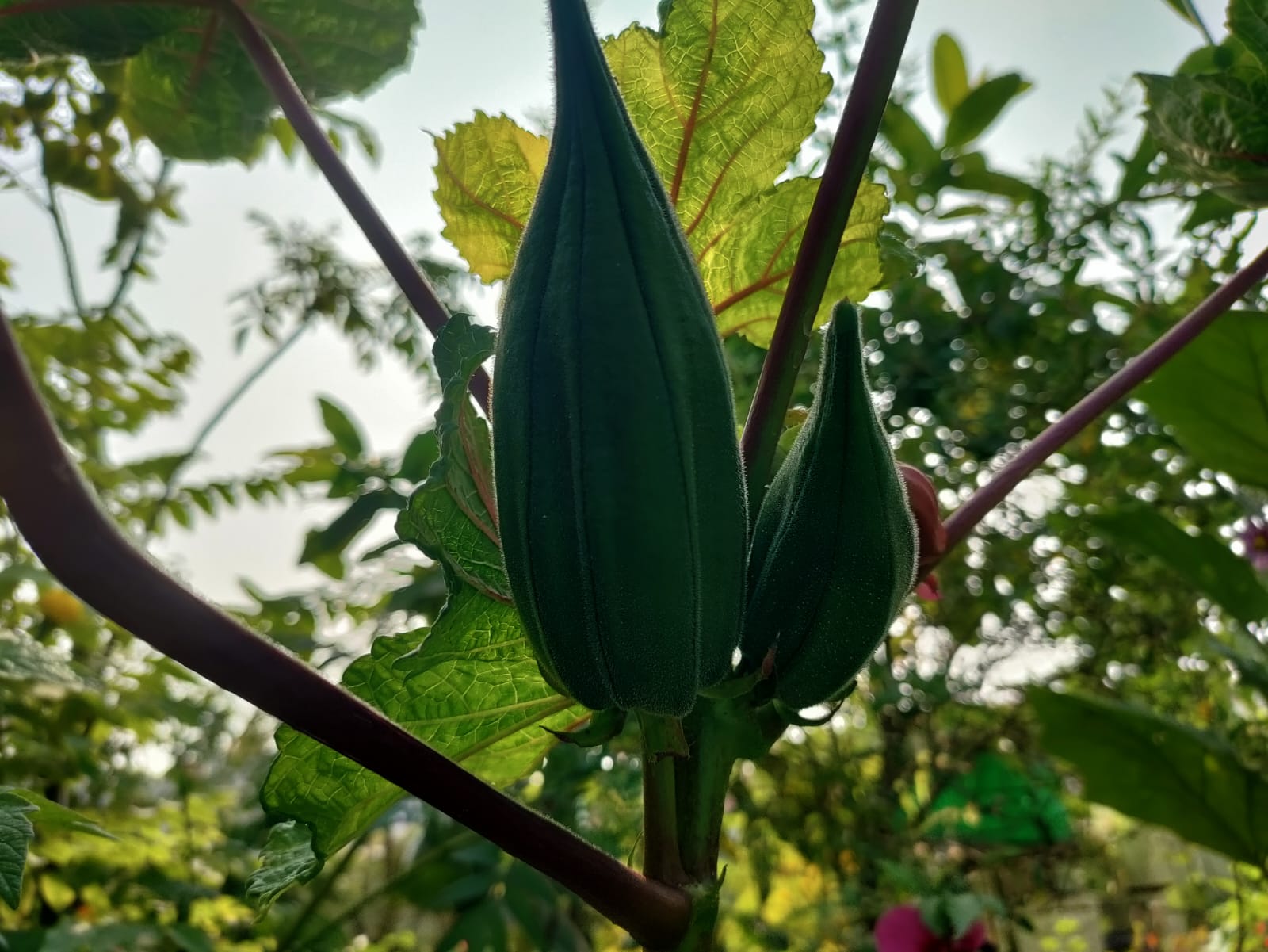 5 years Benda – native vegetable seeds for Indian home garden