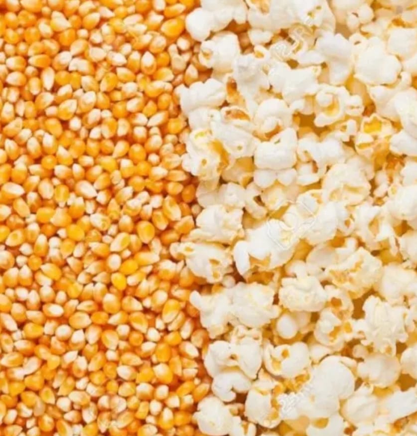 Popcorn – native vegetable seeds for Indian home garden
