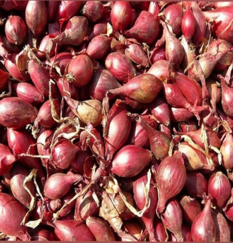 Sambar onion – native vegetable seeds for Indian home garden