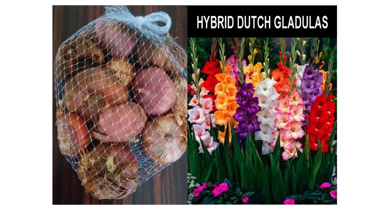 Gladulas Hybrid Dutch 10 bulbs pack mixed colour seeds – buy online India