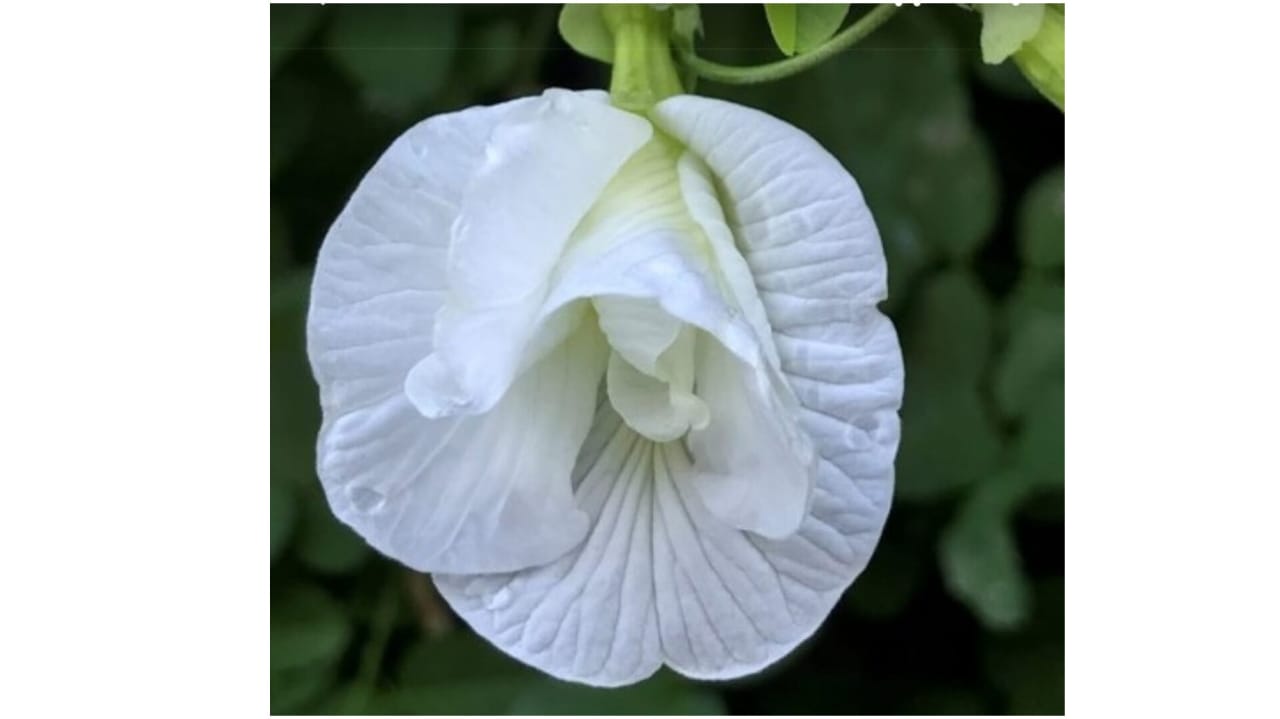 White double Petal aparajita – winter flower seeds for home garden in India