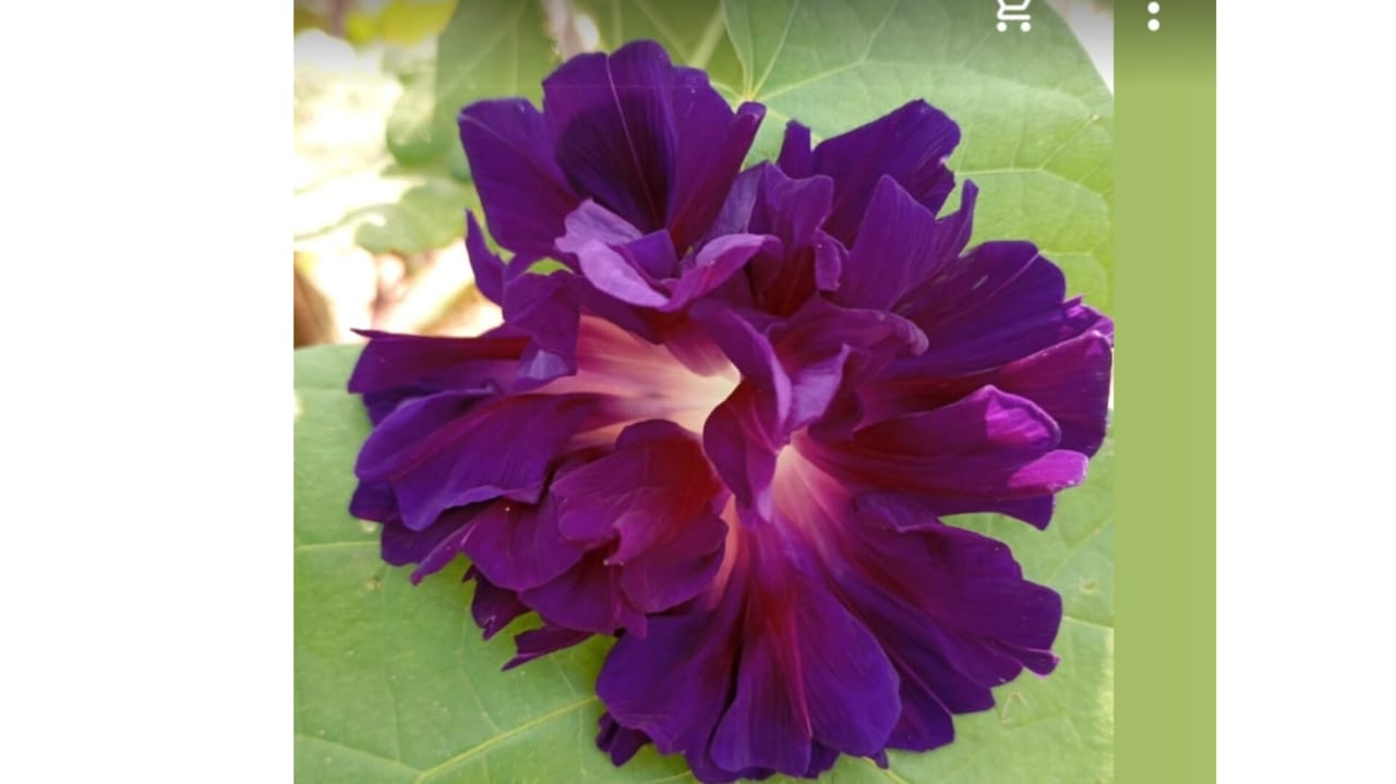 Violet Morning glory double Petal – winter flower seeds for home garden in India