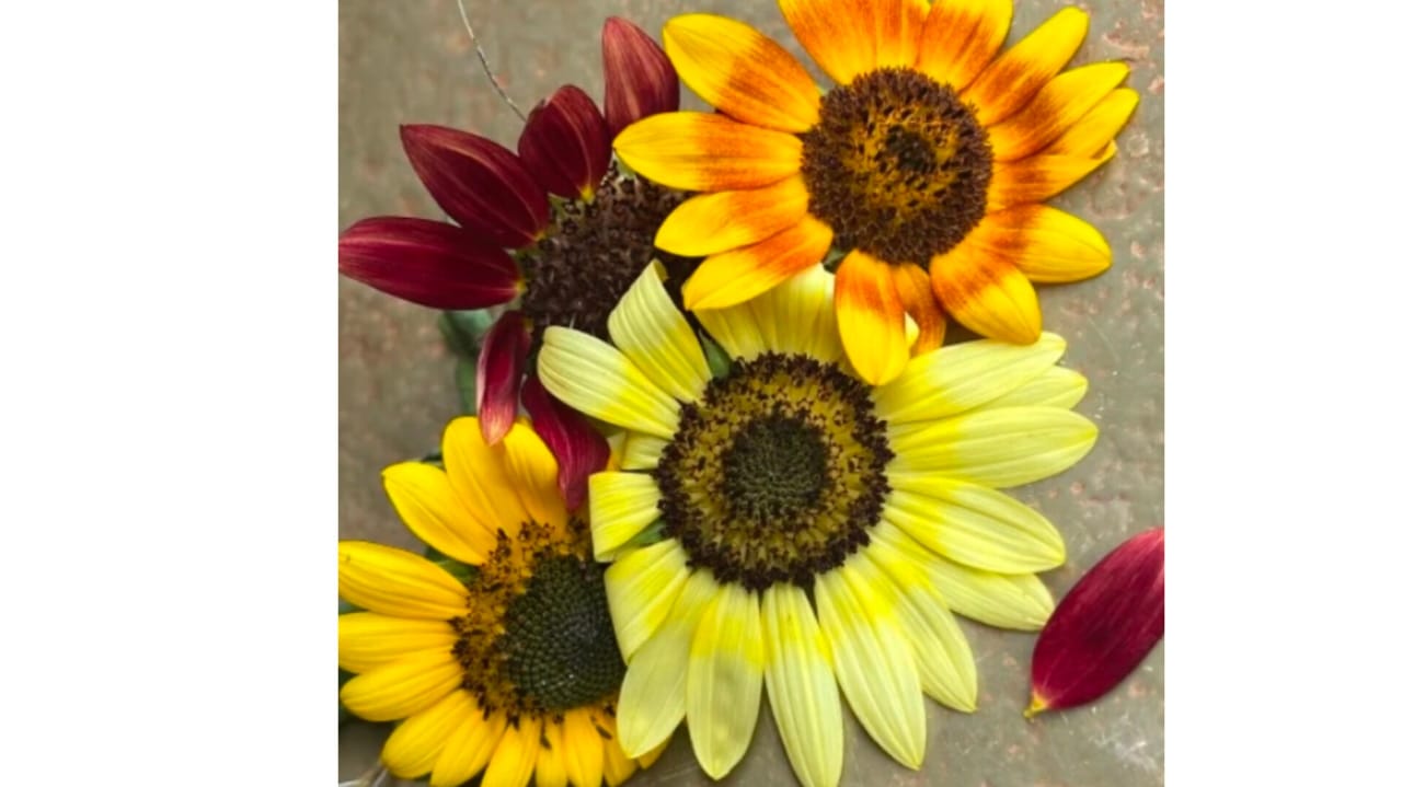 Mixed sunflower seeds – winter flower seeds for home garden in India