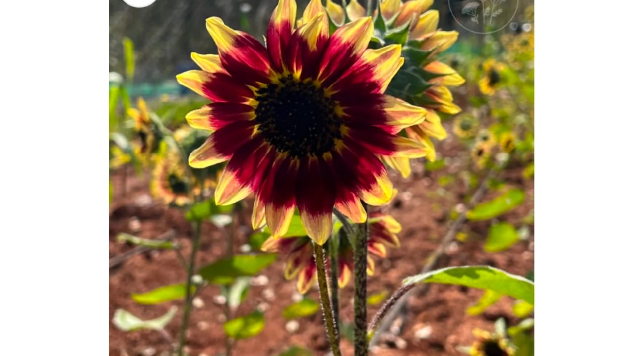 Double colour sunflower seeds – winter flower seeds for home garden in India