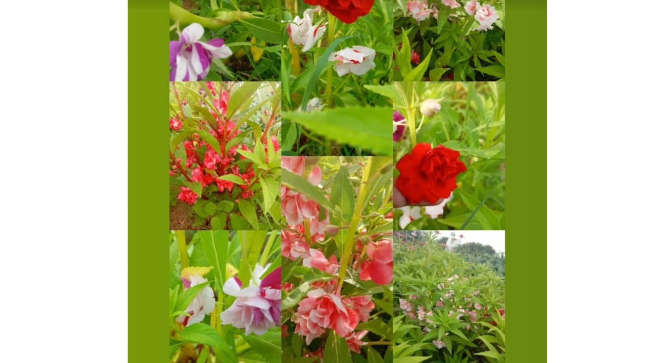 Thai balsam mix – winter flower seeds for home garden in India
