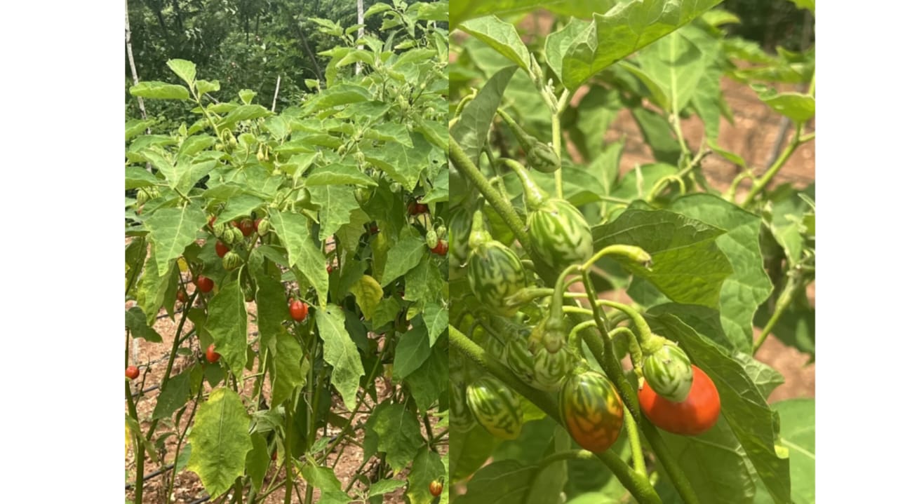 Thai tiny brinjal seeds – buy online India