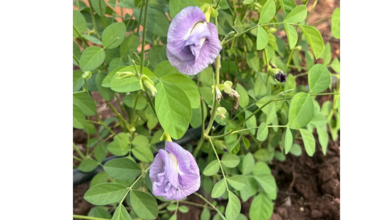 Pink double Petal aparajita – winter flower seeds for home garden in India