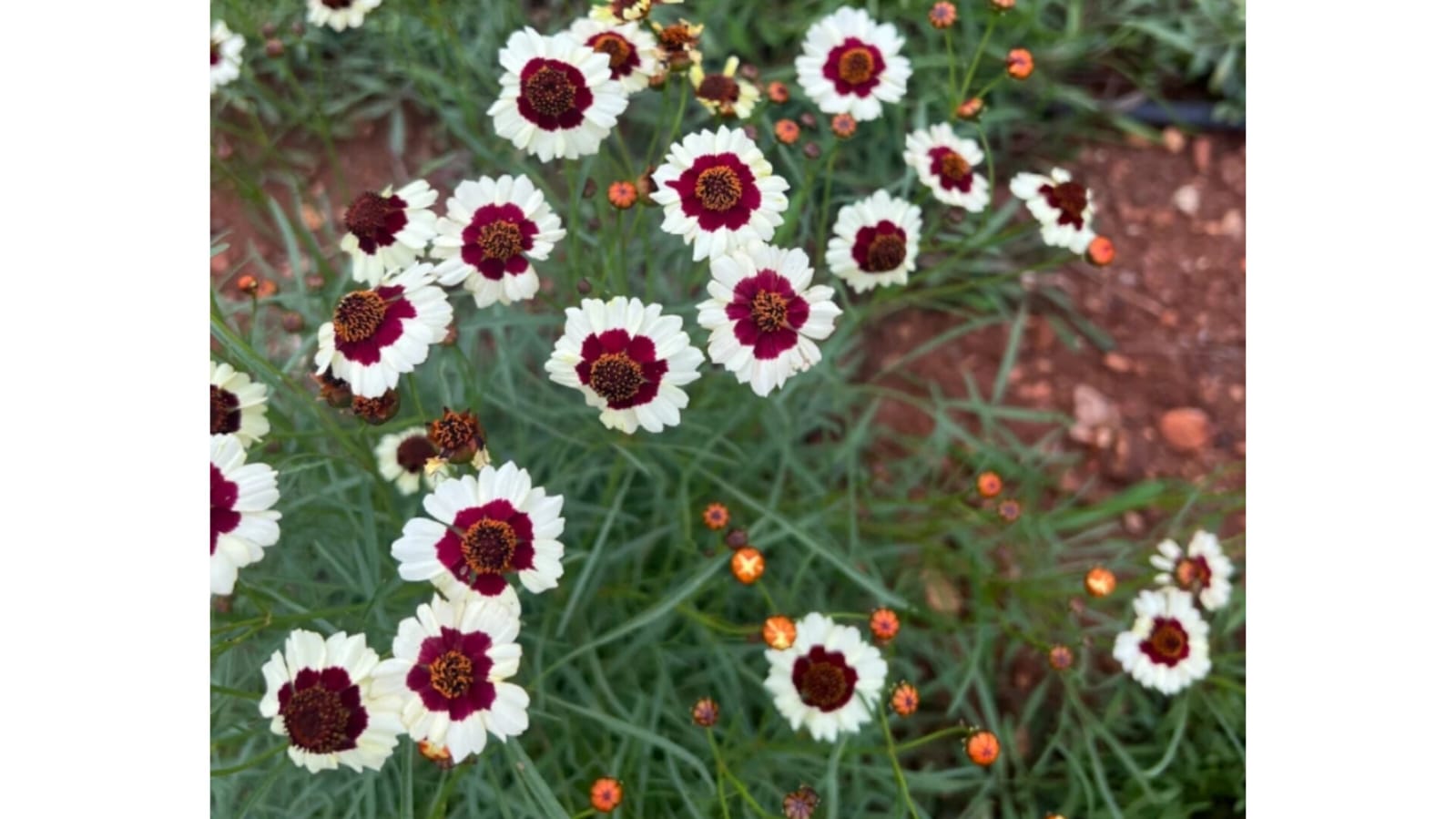 Beautiful swirl flowers seeds – buy online India