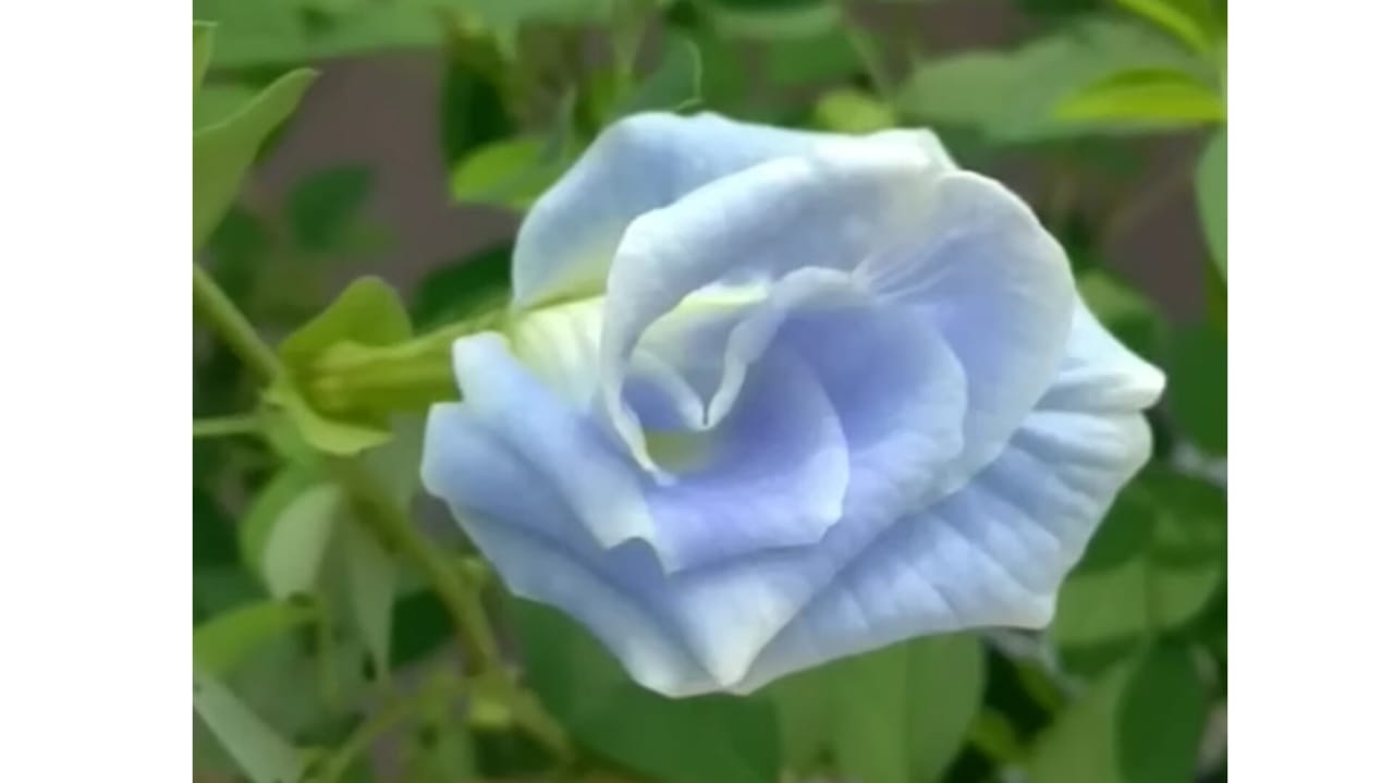 Sky blue double Petal aparajita seeds – buy online India
