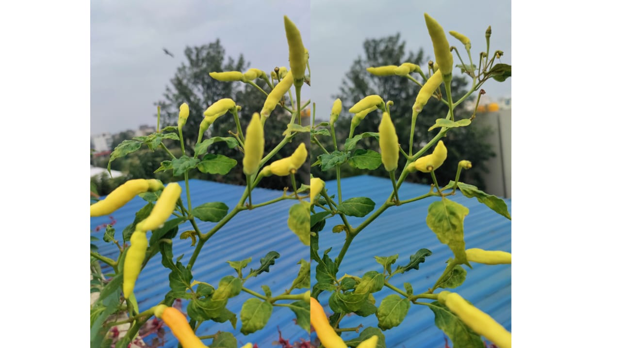 White suryamukhi chilli seeds – buy online India
