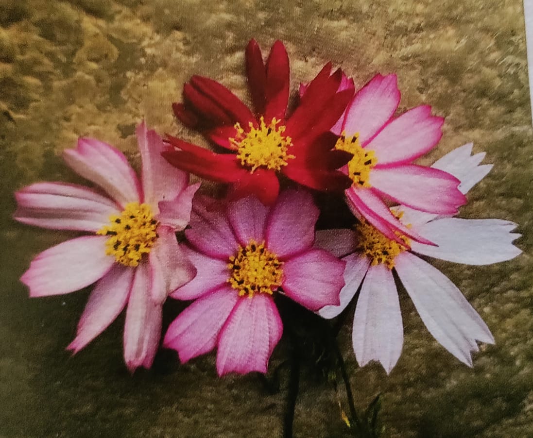 Stripe Cosmos seeds – buy online India