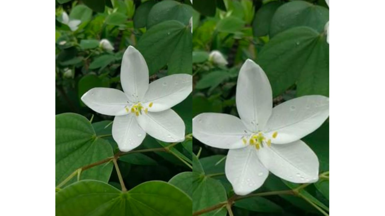 Devacanchana white seeds – buy online India