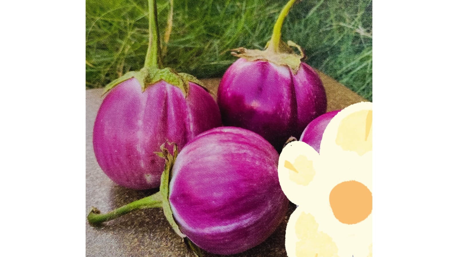 Thai purple tiny brinjal seeds – buy online India
