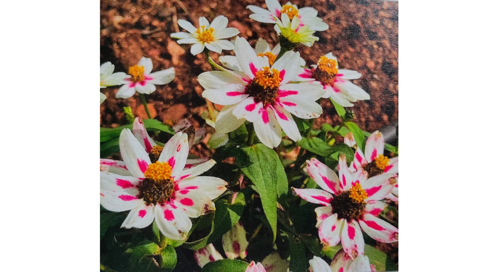 Star zinnia seeds – buy online India