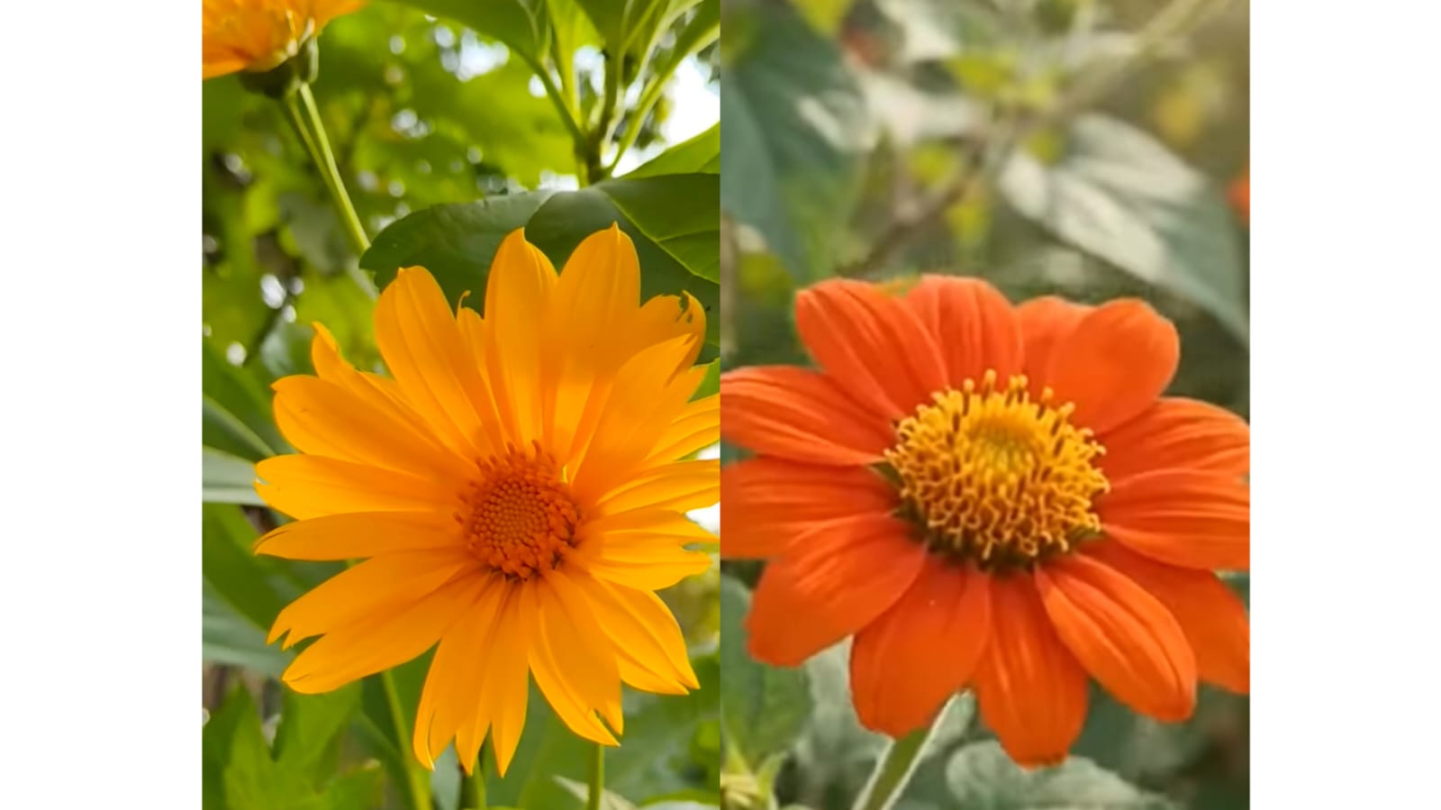 Mexican sunflower mix seeds – buy online India