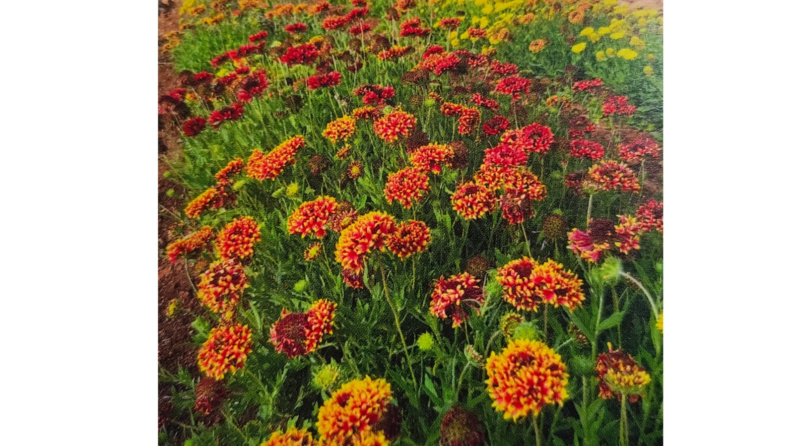 Dubble petal Gaillardia mix seeds – buy online India
