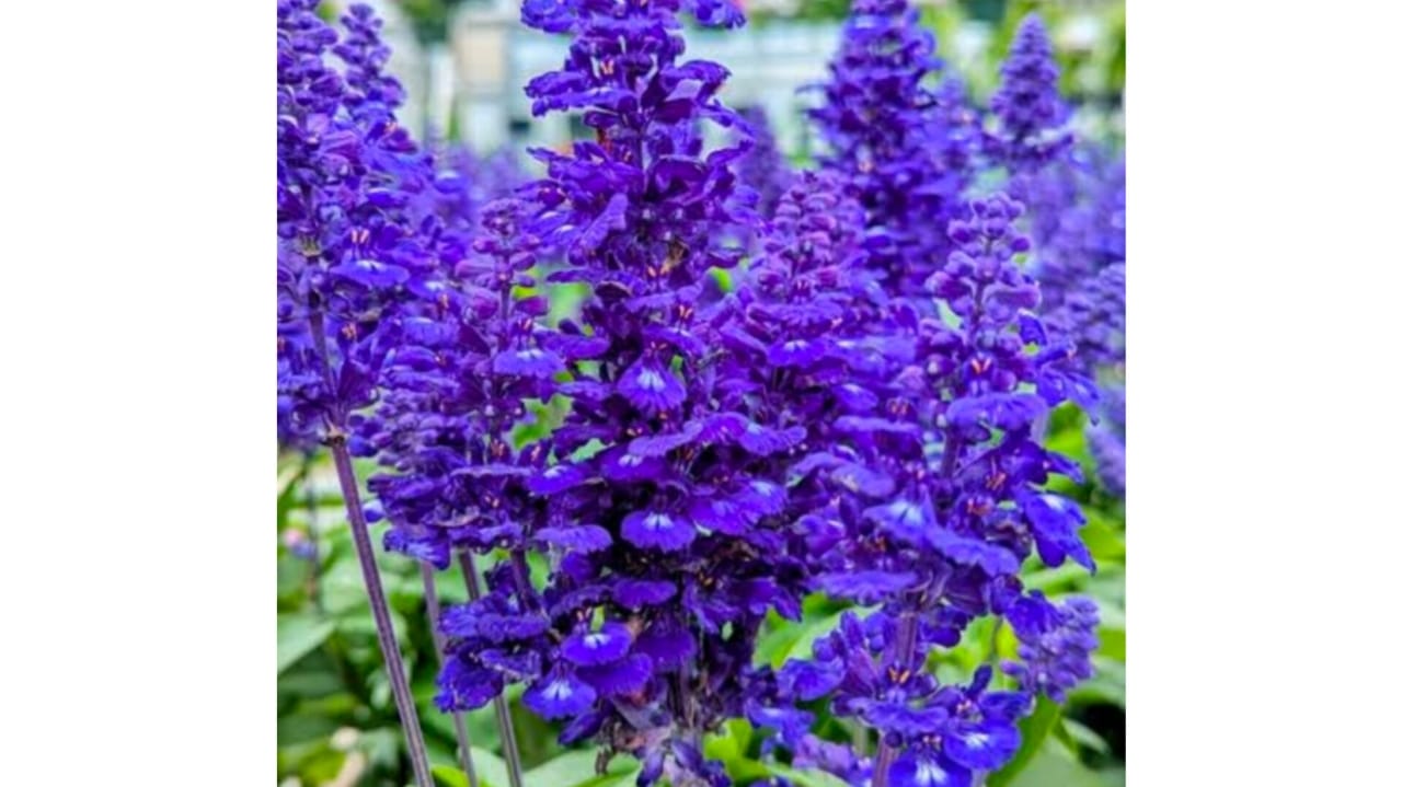 Blue salvia seeds – buy online India