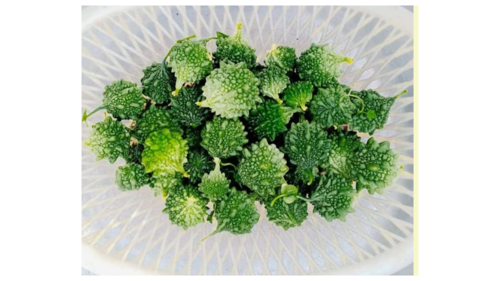 Desi tiny round bitter gourd seeds – buy online India