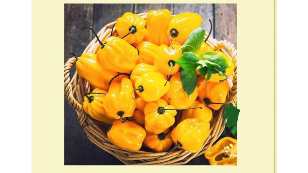 Yellow Habanero hot seeds – buy online India
